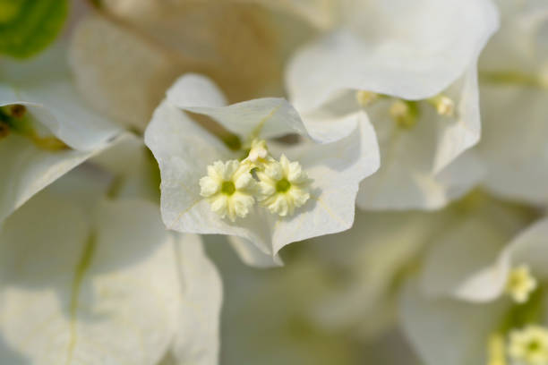 istock Bougainvillea Sanderiana 1350189045