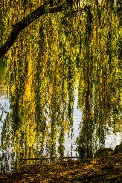 istock Hanging branches of weeping willow at lake 1350189871