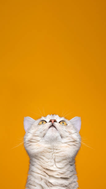 curious silver tabby british shorthair cat looking up at copy space on yellow background
