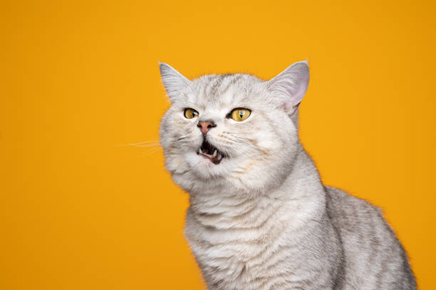 istock displeased cat meowing making funny face on yellow background 1350190699