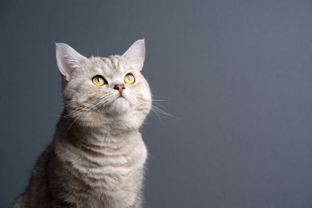 gato curioso mirando hacia arriba sobre fondo gris con espacio de copia - color de ojos fotografías e imágenes de stock