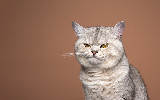 fluffy silver tabby british shorthair cat looking grumpy and displeased on brown background with copy space