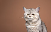 fluffy silver colored cat looking grumpy and displeased on brown background