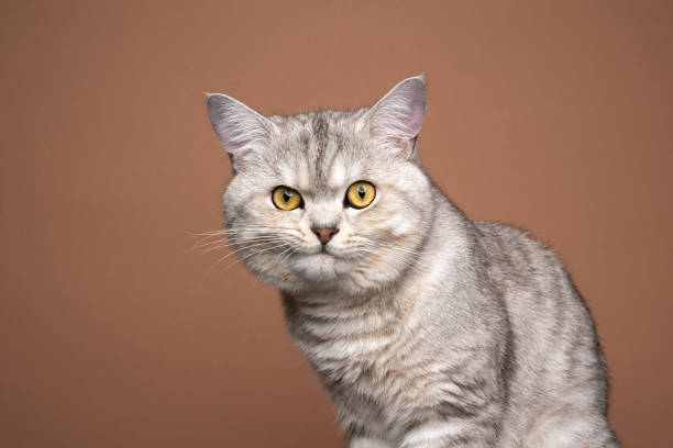 istock cute fluffy cat making funny face portrait on brown background 1350191242