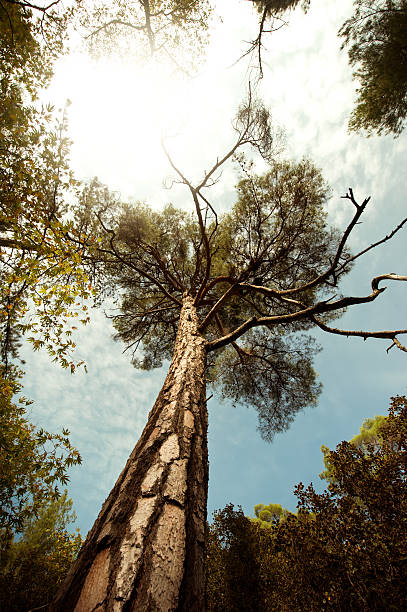 Enorme grande e muito antiga Árvore na selva - foto de acervo