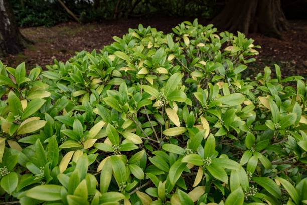 istock Skimmia Japonica Plant. 1350192578