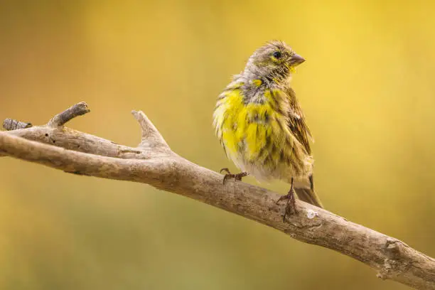 Close-up of an European Serin (Serinus serinus) perching on a branch with out of focus background.