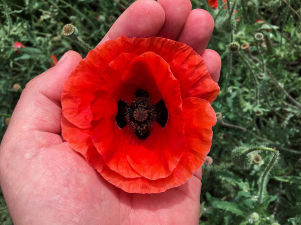 istock Red poppy flower in a caucasian hand. 1350192804