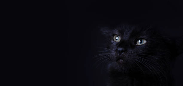 istock scared black cat, stop animal abuse concept 1350193639