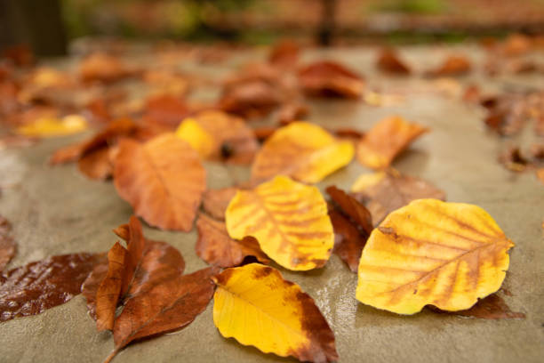 istock Autumn colorful leaves 1350193780