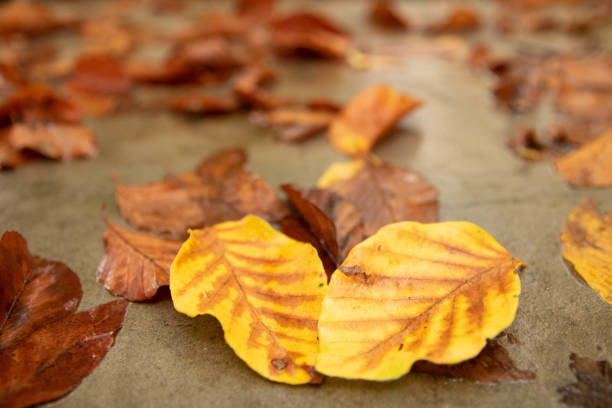istock Autumn colorful leaves 1350193786