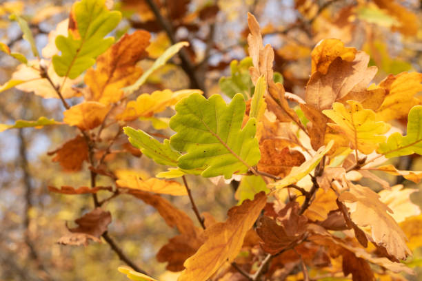 istock Autumn colorful leaves 1350193800