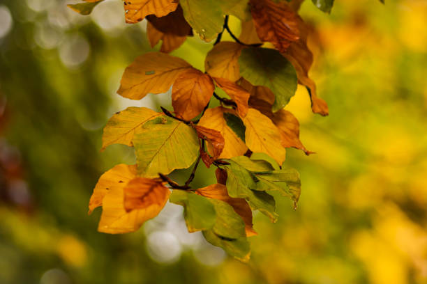 istock Autumn colorful leaves 1350193803