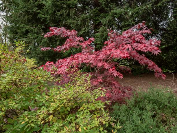 istock Smoke Tree Of Autumn. 1350193858