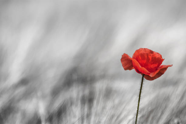 Remember Red Poppy in corn field anemone flower photos stock pictures, royalty-free photos & images
