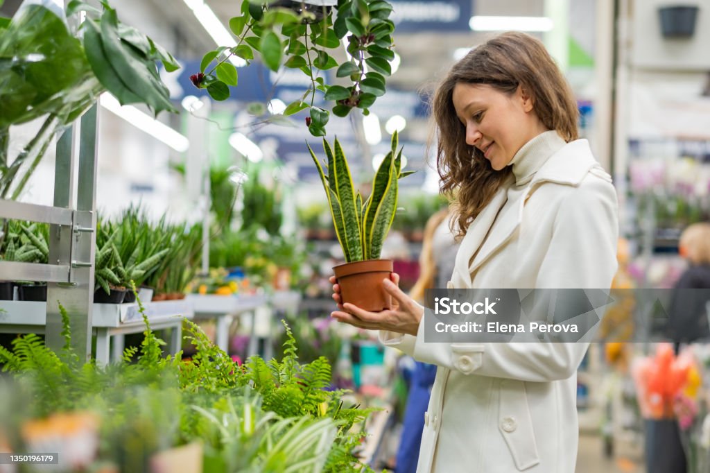 A young woman chooses home plants in a flower shop A young European woman in a white coat chooses potted houseplants in a flower shop Houseplant Stock Photo