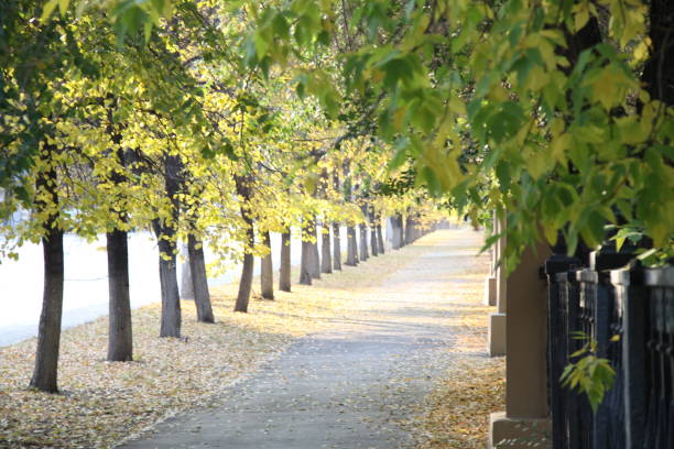Autumn trees yard stock photo
