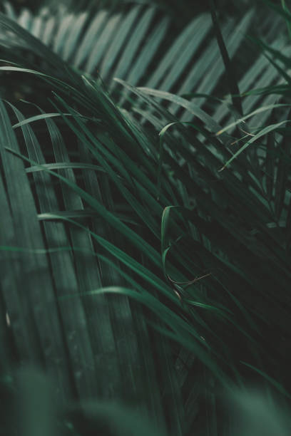 istock Green palm leaves close-up 1350198410