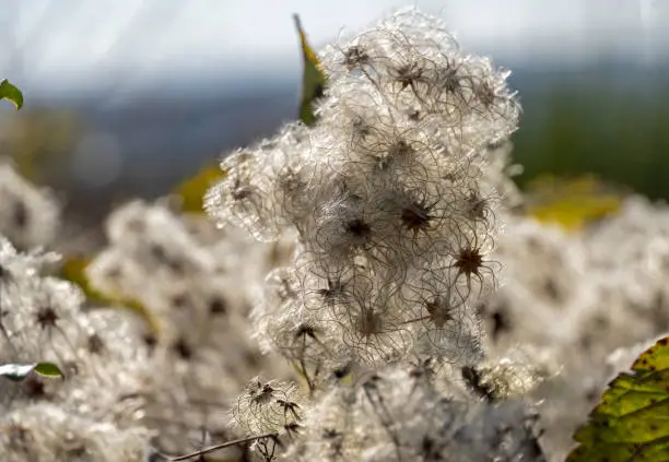 October 2021; Close-up of white Clematis seedheads in wild nature