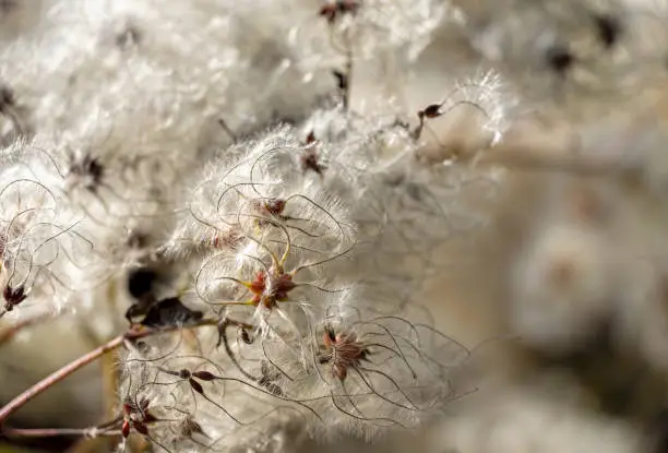 October 2021; Close-up of white Clematis seedheads in wild nature