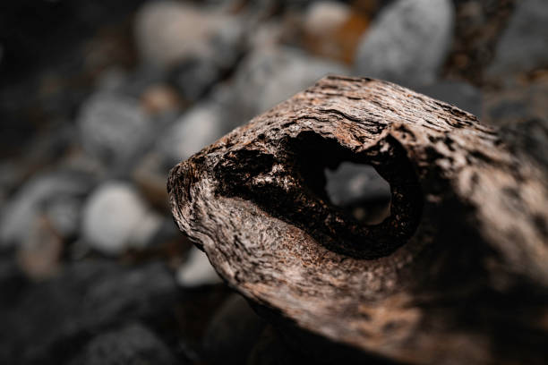 Abstract shape of animal head-like driftwood on the Cape Cod beach