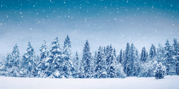 Beautiful view at the forest in snowfall stock photo