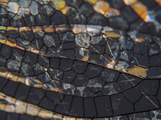 istock Dragonfly wings in a detailed view 1350202377