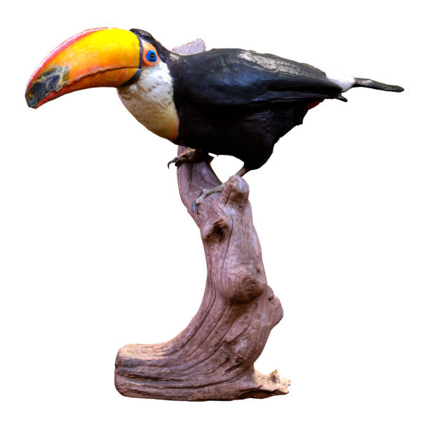 istock 3D illustration toucan bird on white 1350204724
