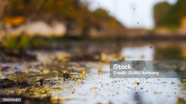 Puddle Insect Puddle And Mud Stock Photo - Download Image Now - Mosquito, Autumn ...