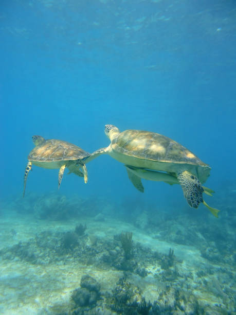 istock turtle in the ocean, Cancun, mexico 1350205021