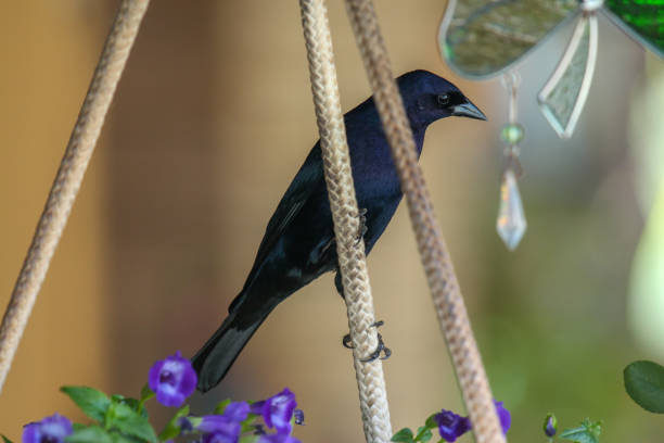 istock Melancholy Sinto Cowbird in Pirenopolis, Goias State. 1350205933
