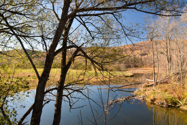 istock Fall colors in Canadian forest with little river 1350207364