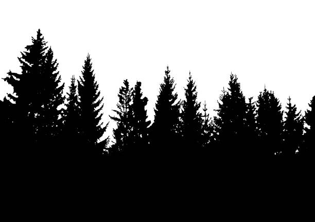 istock Silhouette of fir trees. Black and white vector illustration 1350209734
