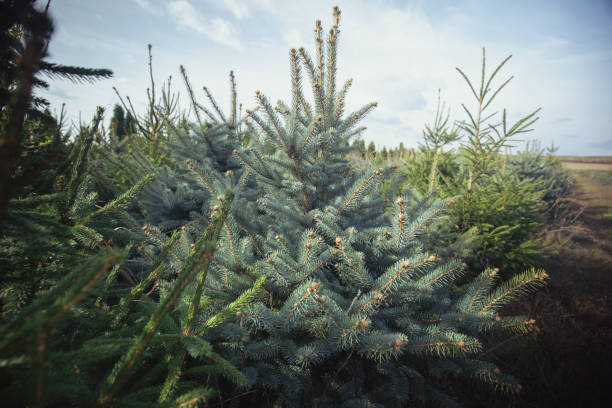 istock Christmas tree at an outside market 1350210377