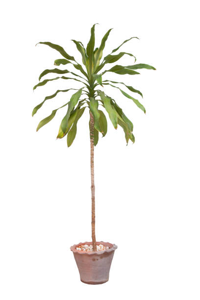 istock Disaster or Dracaena tree in a pot isolated on  white background with clipping path. 1350211077