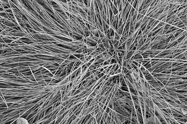 istock abstract texture of wild grass close-up 1350211169