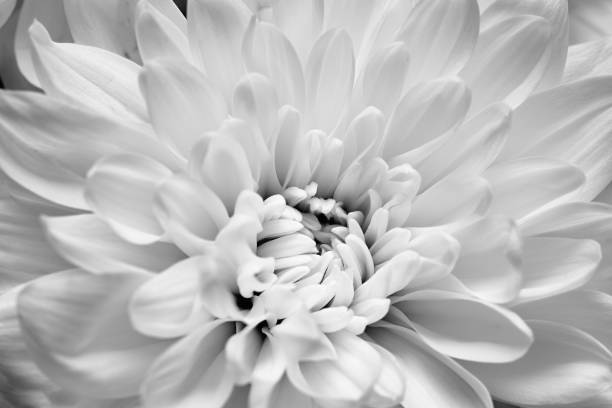 istock chrysanthemum flower close-up on macrophotography 1350214605