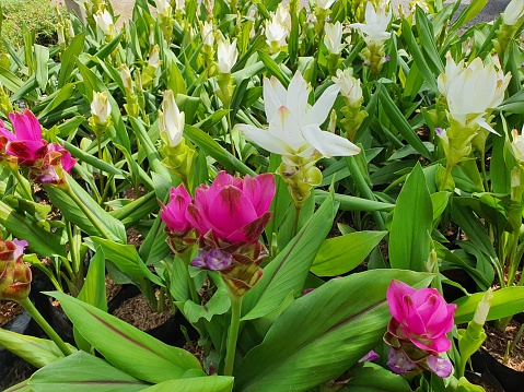 Curcuma alismatifolia The plant has a rhizome underground. will germinate in the rainy season There are pink, purple and white inflorescences planted as ornamental plants. The flowers are edible.