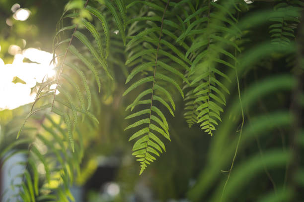 istock Green fern morning light 1350214912