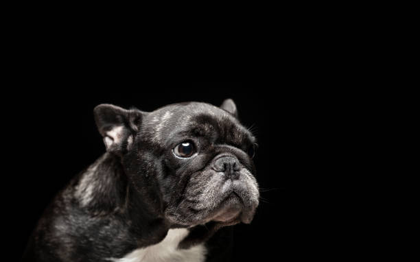 istock image of dog dark background 1350215054