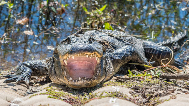 istock A resting American alligator. 1350216254