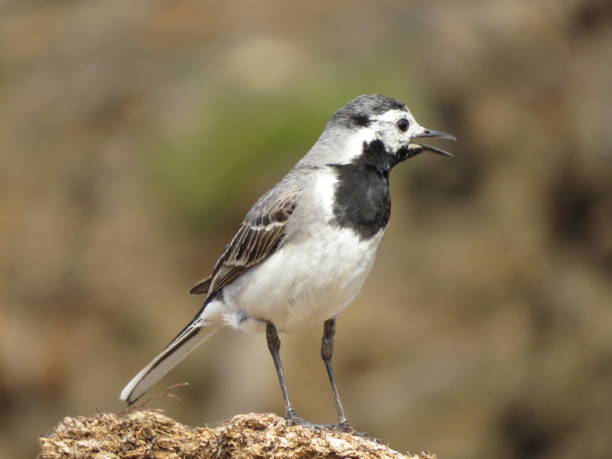 istock Nature and amazingly beautiful birds 1350216594