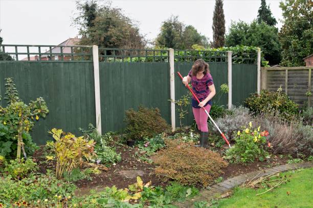 istock Hoeing the back garden border in autumn. 1350217195