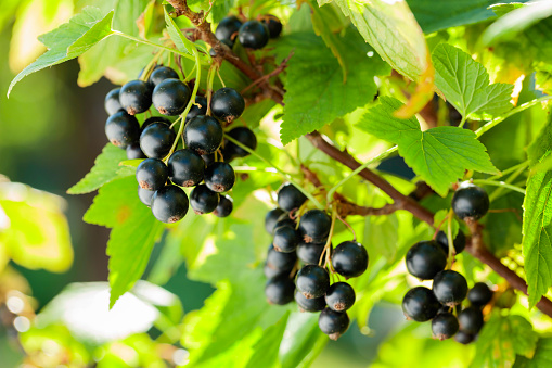 Ripe black currant berries are ready to be picked. Juicy berries on a branch in the garden.