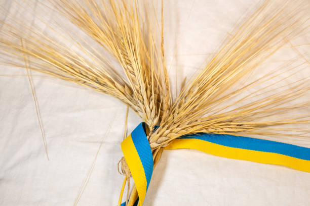 istock Gold wheat spikes with Ukrainian ribbon on white 1350220361