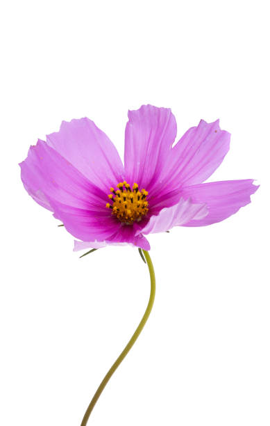 istock kosmeya flower isolated 1350220375