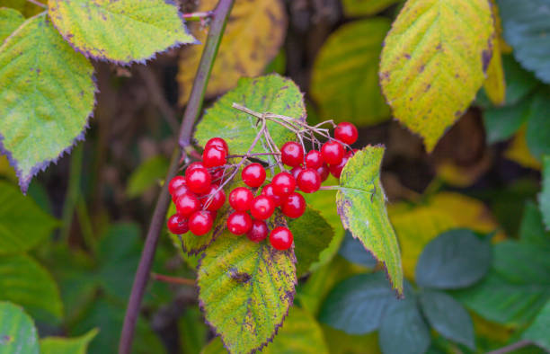 istock Viburnum medicinal plant in leaves 1350220992