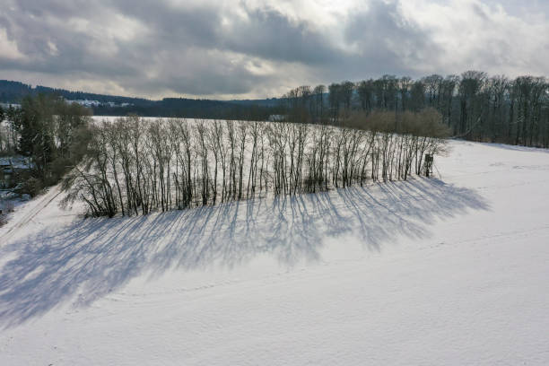 Row of trees on a snow-covered meadow
