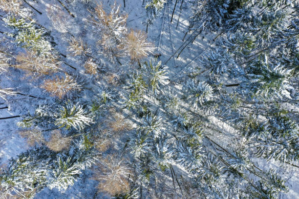 istock Snow-covered forest in the Taunus / Germany 1350221165