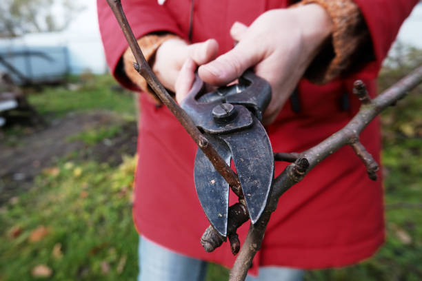 A woman with garden scissors cuts off excess branches from an apple tree.